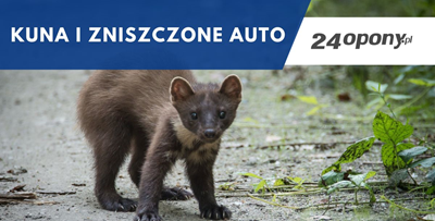 Kuna i zniszczone auto