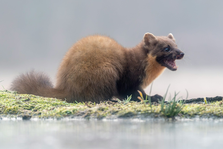 Kuna nie wybiera, więc każdy samochód może ucierpieć